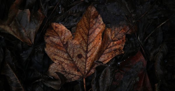 Eco-friendly micro-supercapacitors using fallen leaves