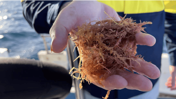 Victoria's first seaweed farm aims to reduce livestock emissions